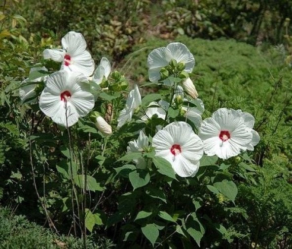 Süt BeyazıHibiscus Çiçeği Tohumu (20 adet)