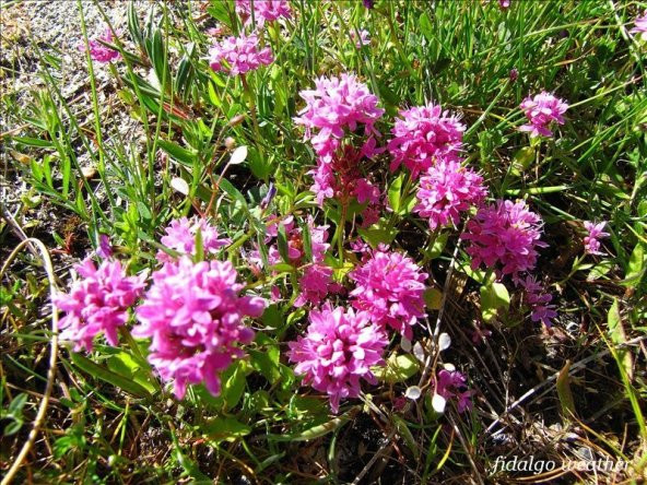 Lila Renkli Plectritis Çiçeği Tohumu (100 tohum) ürün görseli 1