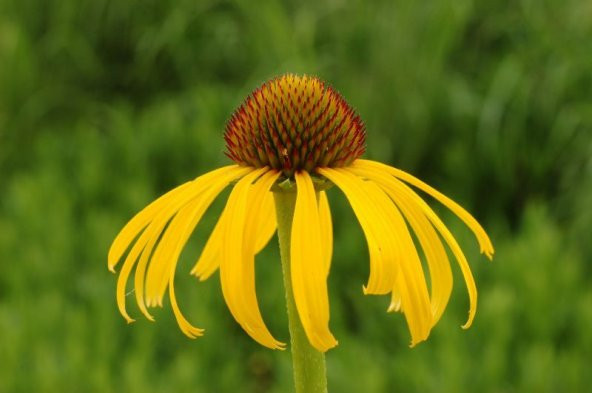 Sarı Rüya Ratibida Pinnata Çiçeği Tohumu (100 tohum)