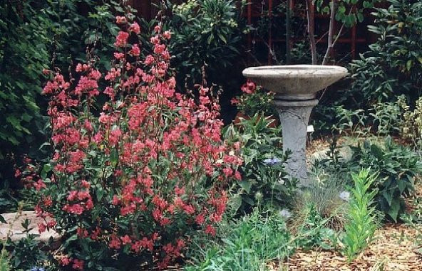 Çingene Rüya Klarkiya Çiçeği Tohumu (100 tohum)