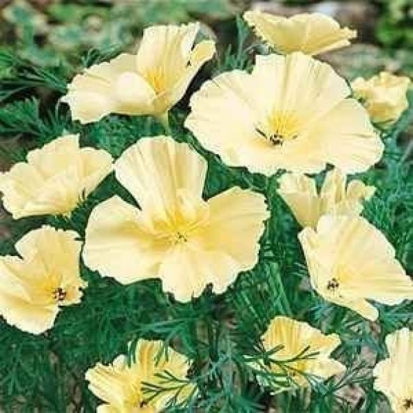 Beyaz Kaliforniya Gelincik Papaver Çiçeği Tohumu(100 tohum)