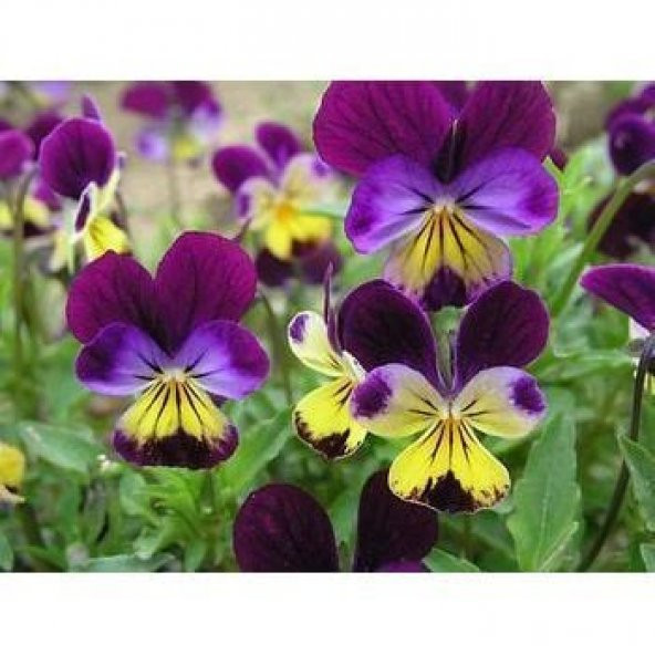 Renklerin Dansı Menekşe Çiçeği Tohumu (100 tohum) ürün görseli 1