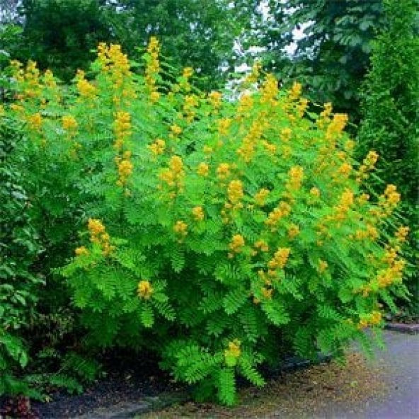 Nadir Senna Hebecarpa Çiçeği Tohumu (25 Tohum) - 2