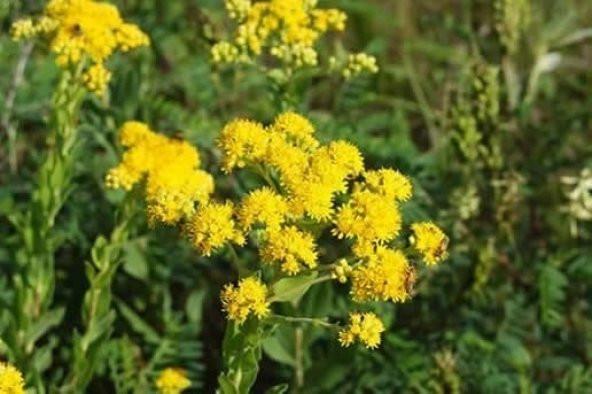 Stiff Goldenrod Çiçeği Tohumu (100 tohum) - 2