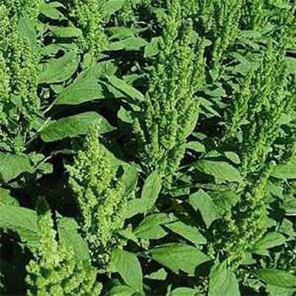 Yeşil Renkli Amaranthus (Horoz İbiği) Çiçeği Tohumu(50 tohum) ürün görseli 1