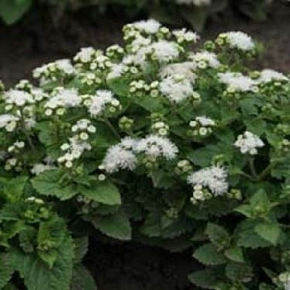 Beyaz Ageratum(Vapur Dumanı) Çiçeği Tohumu