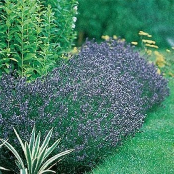 Mavi Hidcote Lavanta Tohumu (20 tohum) ürün görseli 1