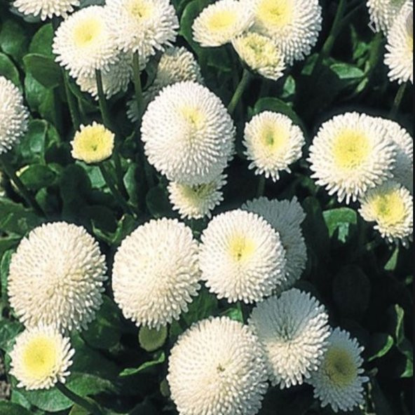 Bellis Perennis Beyaz Ponpon İngiliz Çayır Papatyası Çiçeği Tohumu(100 tohum) ürün görseli 1