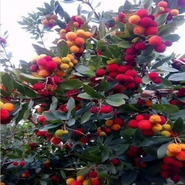 Dağ Çileği Kocayemiş Tohumu (10 tohum) ürün görseli