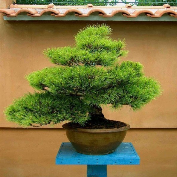 Doğal Kızılçam Tohumu (25 adet) ürün görseli 1