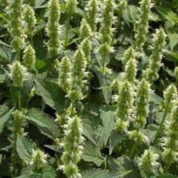 Dev Çiçek Beyaz Mexicana Hysop Çiçeği (50 tohum)