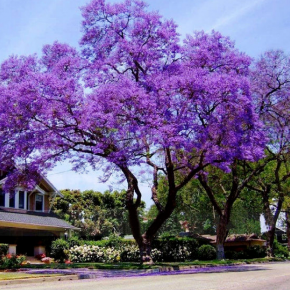 Dünyanın En Hızlı Büyüyen Tomentasa Paulownia Ağacı Tohumu (50Tohum)