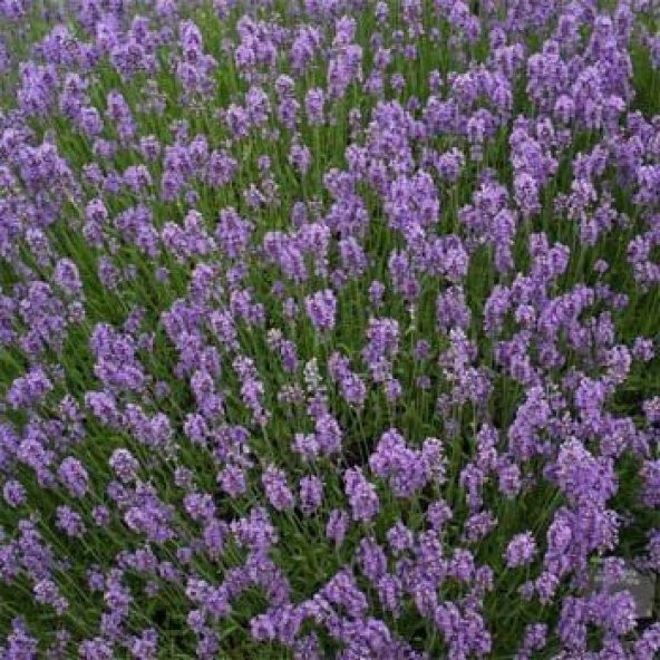 Lavandula Angustifolia Lavanta Çiçeği Tohumu(25000 tohum) ürün görseli 1