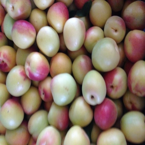 Ziraat Şekerparesi Kayısı Tohumu (5 adet) ürün görseli 1