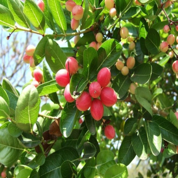 Natal Eriği Tohumu (3 tohum) - 1