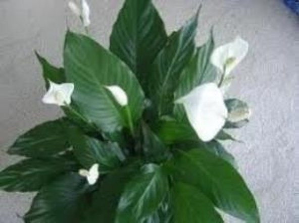 Spathıphyllum Barış (Yelken Çiçeği) Çiçeği Tohumu(10 tohum)