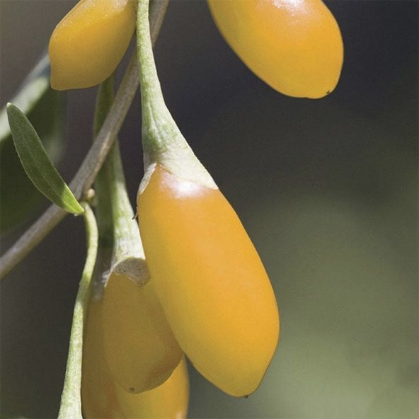 Amber Sweet Altuni Sarı Goji Berry Tohumu (10 tohum) - 2
