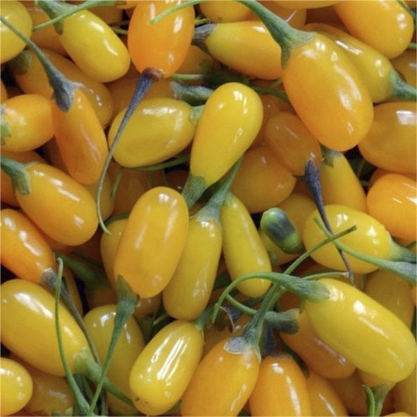 Amber Sweet Altuni Sarı Goji Berry Tohumu (10 tohum) - 3