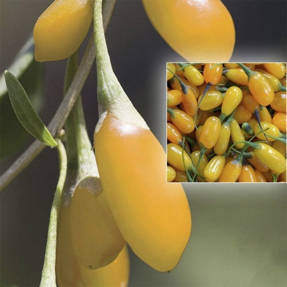 Amber Sweet Altuni Sarı Goji Berry Tohumu (10 tohum) - 4