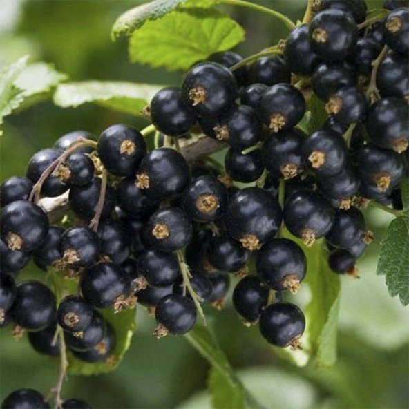 Nadir Siyah Goji Berry Tohumu (5 adet) - 2