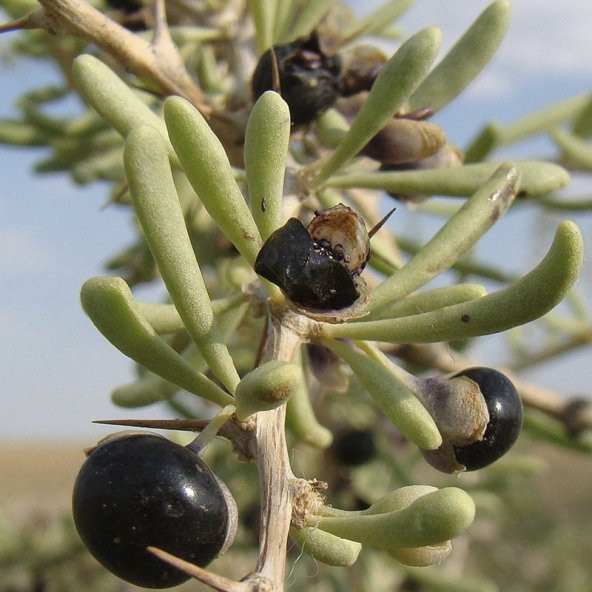 Nadir Siyah Goji Berry Tohumu (5 adet) - 4