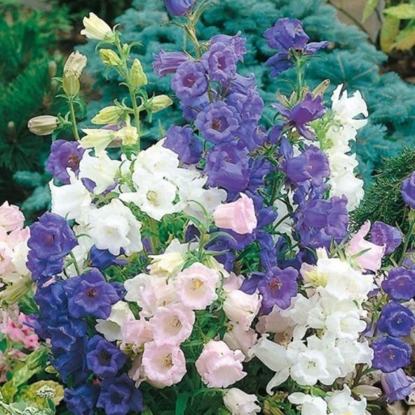 Calycanthema ‘Cup & Saucer’Campanula Karışık Çan Çiçeği Tohumu (100 Tohum) ürün görseli 1