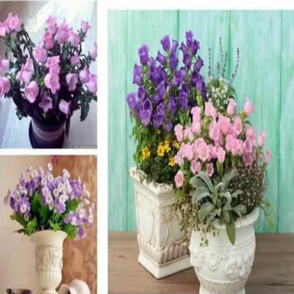 Calycanthema ‘Cup & Saucer’Campanula Karışık Çan Çiçeği Tohumu (100 Tohum) - Resim 2