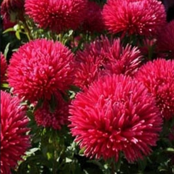 Pompon Paeony Duchesse Crimson Aster Çiçeği Tohumu (50 tohum) ürün görseli 1