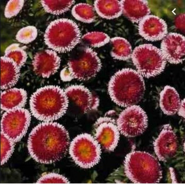 Pompon Hi-no-maru Aster Çiçeği Tohumu (50 tohum)