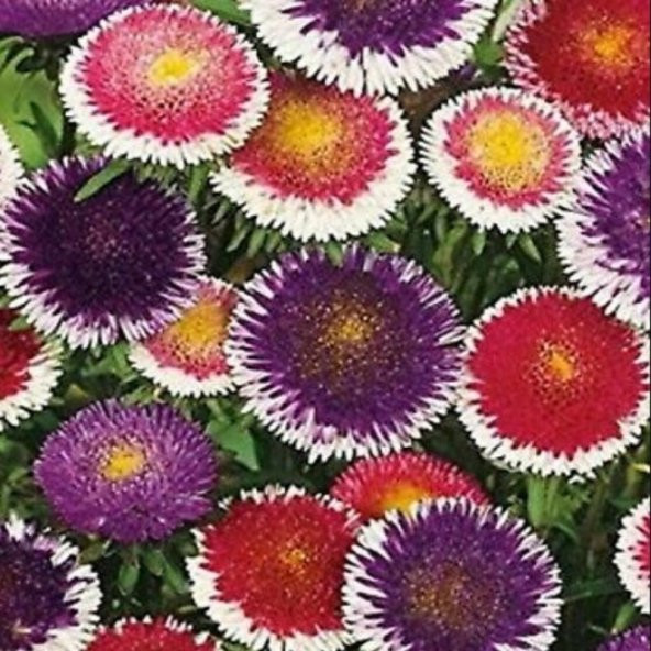 Pompon Hinomaru Mixed Aster Çiçeği Tohumu(50 tohum) ürün görseli 1