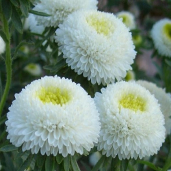 Pompon White Aster Çiçeği Tohumu (50 tohum)