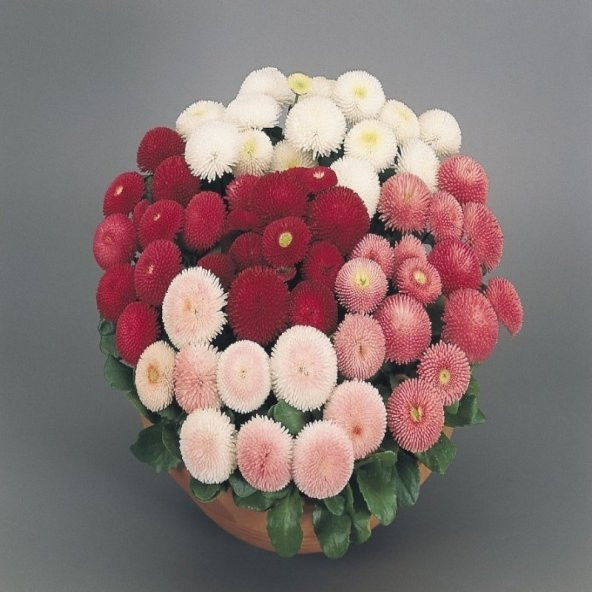 Mix Katmerli Bellis Perennis Ponpon İngiliz Çayır Papatyası Çiçeği Tohumu(100 tohum) - 4