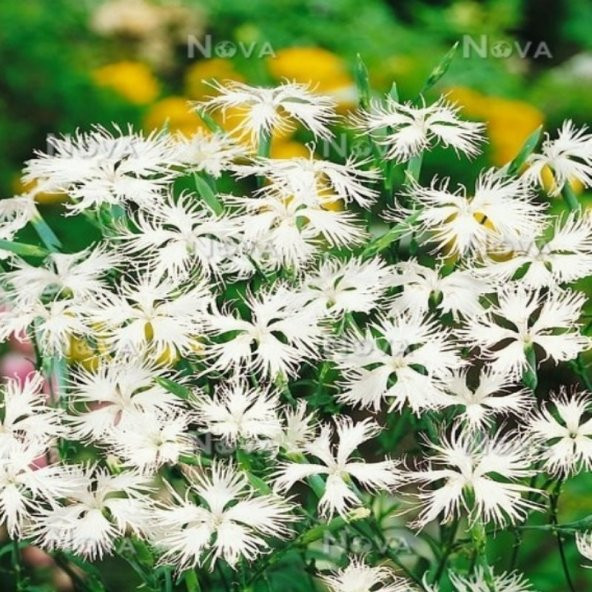 Dianthus Superbus White Bol Kokulu Karanfil Çiçeği Tohumu(100 adet) ürün görseli 1