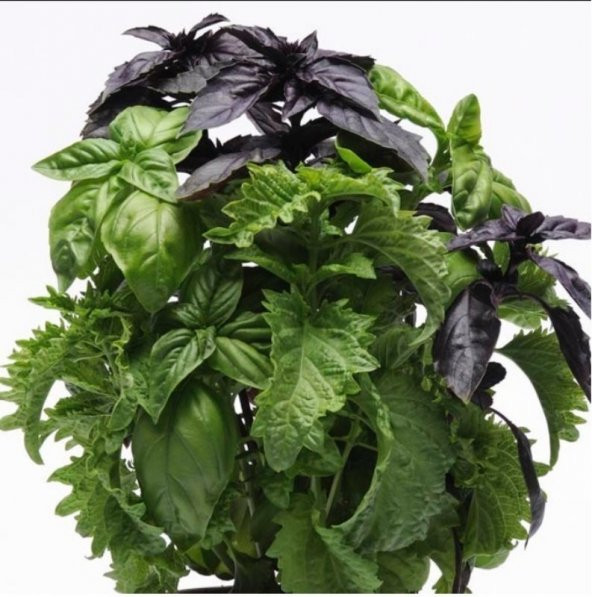 Kırmızı Tatlı Fesleğen Tohumu (100 Tohum) - 2