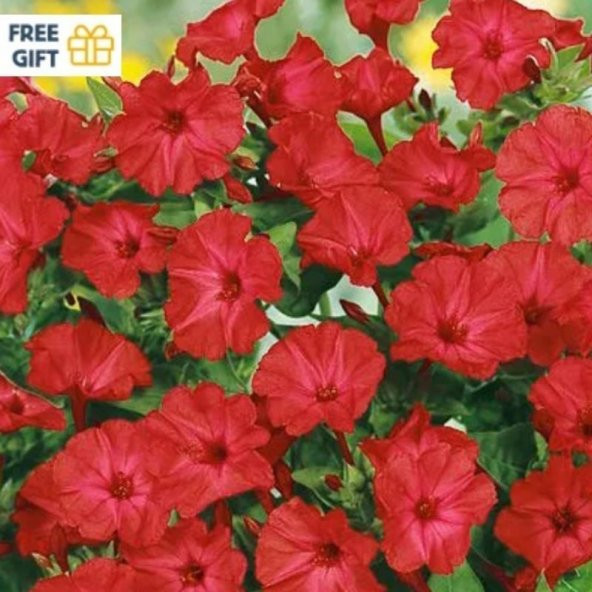 Bright Red Akşam Sefası Çiçeği Tohumu(20 tohum) ürün görseli 1