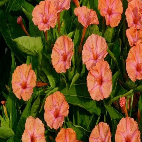 Salmon Akşam Sefası Çiçeği Tohumu(20 tohum) ürün görseli 1