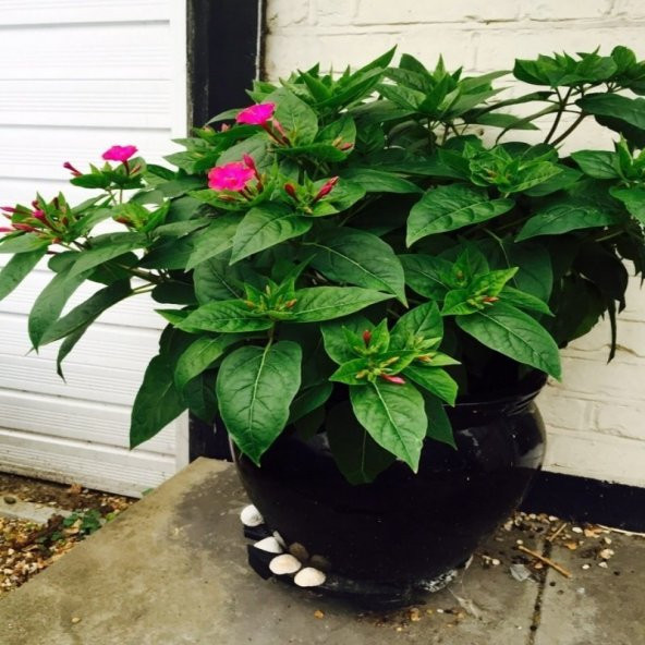 Bicolor Mixed Akşam Sefası Çiçeği Tohumu (20 Tohum) - Resim 3