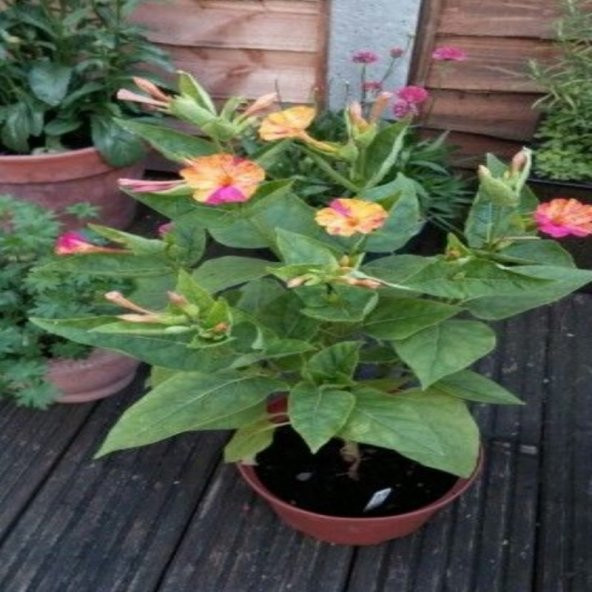 Bicolor Mixed Akşam Sefası Çiçeği Tohumu (20 Tohum) - Resim 4