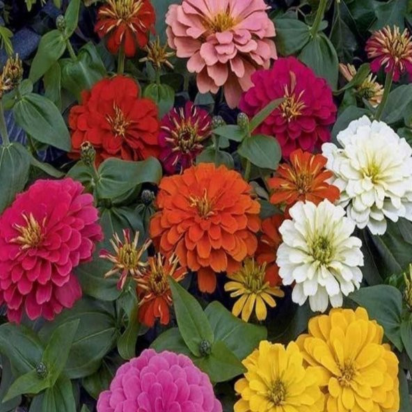 Dahlia Çiçekli Dream Rosy Lavender Zinya Çiçeği Tohumu(40 tohum) - 3