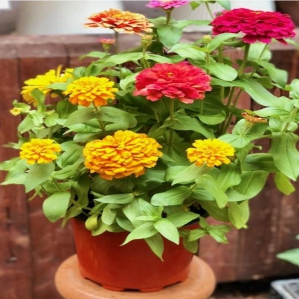 Dahlia Çiçekli Dream Rosy Lavender Zinya Çiçeği Tohumu(40 tohum) - 4