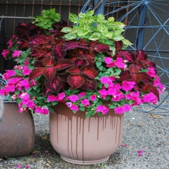 Mix Wallerine Bodur Cam Güzeli Çiçeği Tohumu(20 tohum) - Resim 2