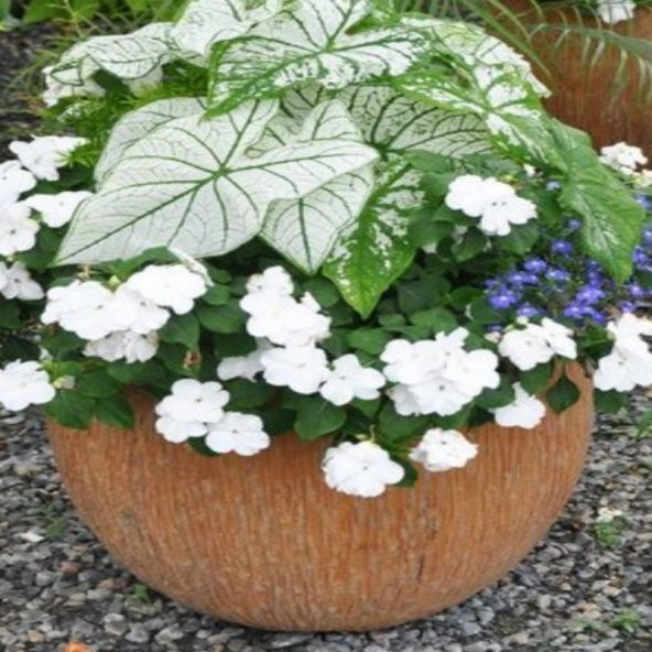 Mix Wallerine Bodur Cam Güzeli Çiçeği Tohumu(20 tohum) - Resim 3