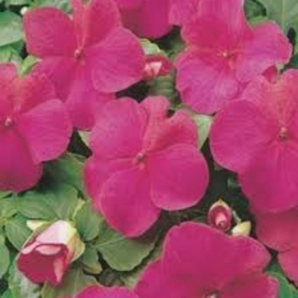 Saksılık Wallerine Carmine Bodur Cam Güzeli Çiçeği Tohumu(20 tohum) ürün görseli 1