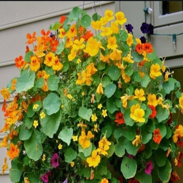 Tropaeolum Peach Melba Latin Çiçeği Tohumu (10 adet) - 2