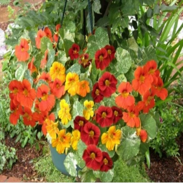 Tropaeolum Peach Melba Latin Çiçeği Tohumu (10 adet) - 3