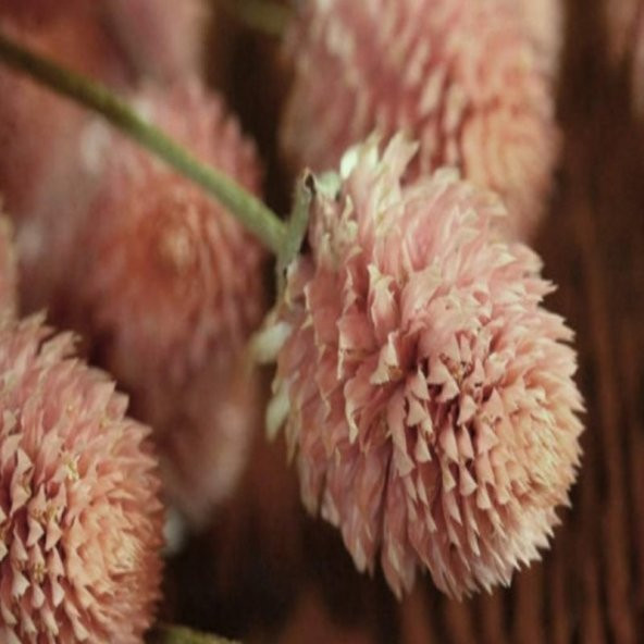 Gomphrena Globosa Somon Medine Çiçeği Tohumu(50 tohum)