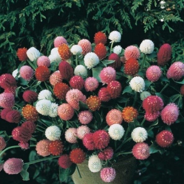 Gomphrena Globosa Somon Medine Çiçeği Tohumu(50 tohum) - 2