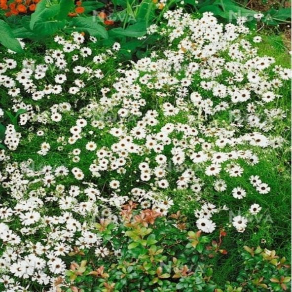 White Splendour Brachycome Çiçeği Tohumu (200 tohum) ürün görseli 1