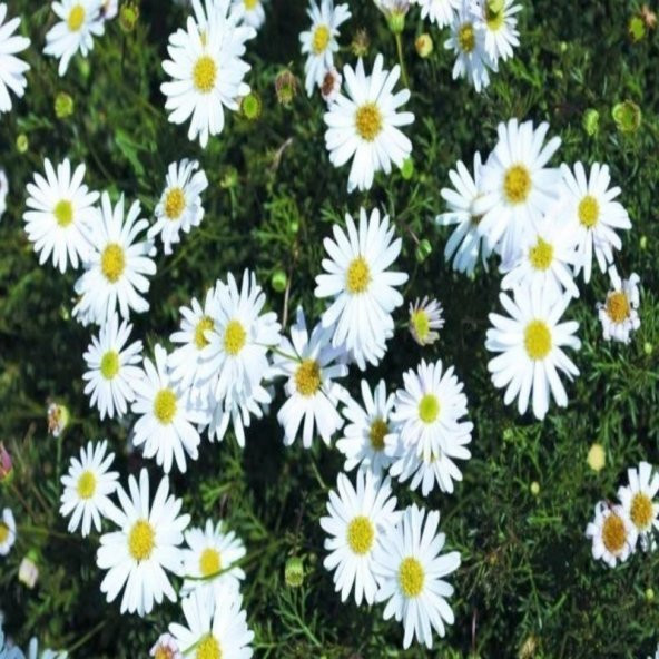 White Splendour Brachycome Çiçeği Tohumu (200 tohum) - Resim 2