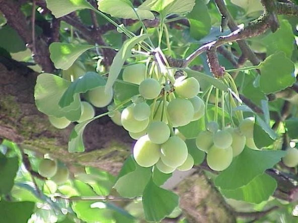 GINKGO biloba Mabet Ağacı Tohumu (100 tohum) ürün görseli 1